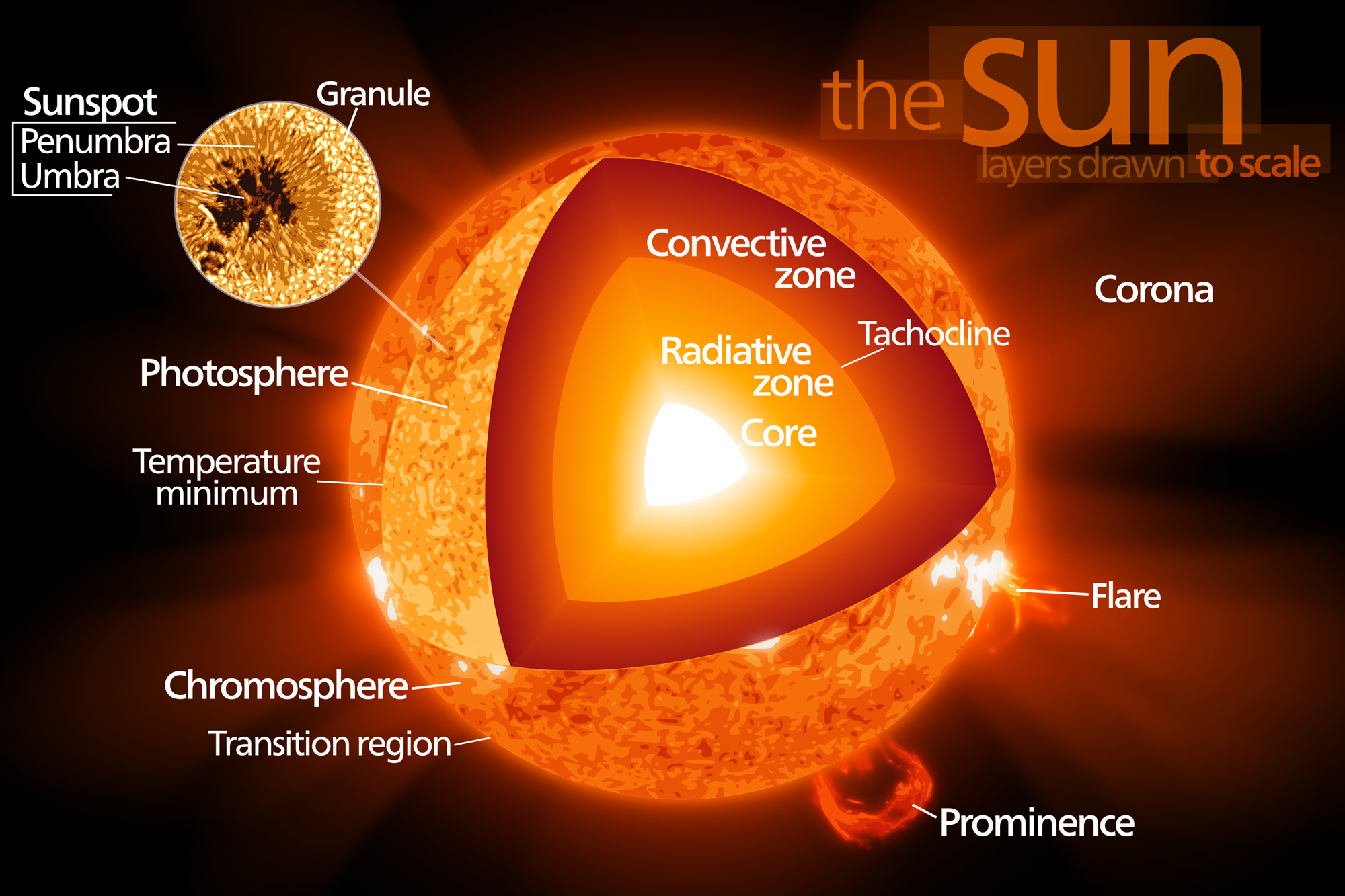 [DIAGRAM] Labeled Diagram Of The Sun